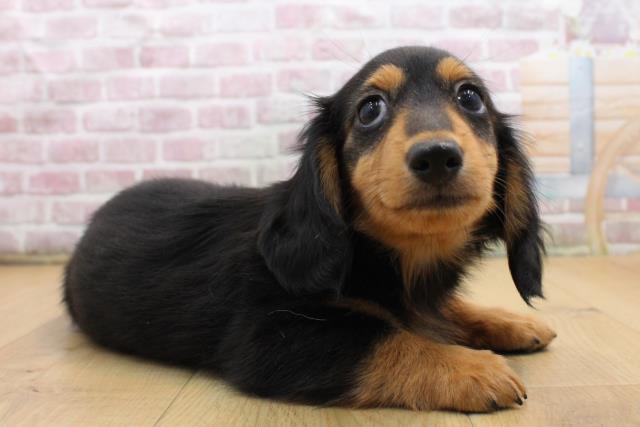 福島県のミニチュアダックスフンド(ロング) (Coo&RIKU福島店/2025年8月30日生まれ/男の子/ブラックタン)の子犬の3枚目の画像