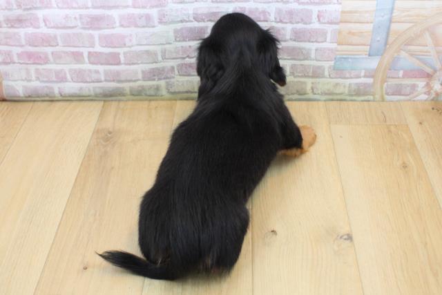 福島県のミニチュアダックスフンド(ロング) (Coo&RIKU福島店/2025年8月30日生まれ/男の子/ブラックタン)の子犬の4枚目の画像