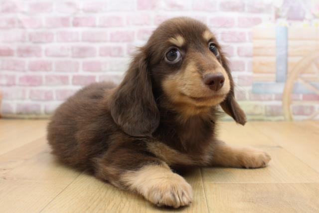 山形県のミニチュアダックスフンド(ロング) (Coo&RIKU山形店/2025年8月30日生まれ/男の子/チョコレートタン)の子犬の3枚目の画像