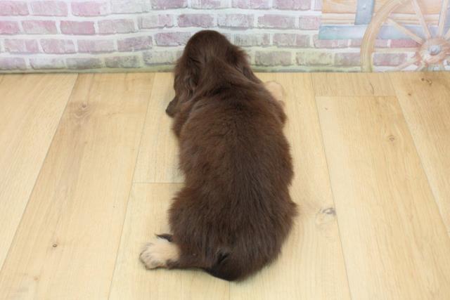 山形県のミニチュアダックスフンド(ロング) (Coo&RIKU山形店/2025年8月30日生まれ/男の子/チョコレートタン)の子犬の4枚目の画像