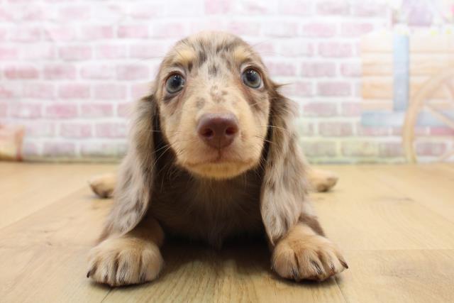 福島県のミニチュアダックスフンド(ロング) (Coo&RIKU郡山店/2025年8月30日生まれ/男の子/チョコレートダップル)の子犬の1枚目の画像