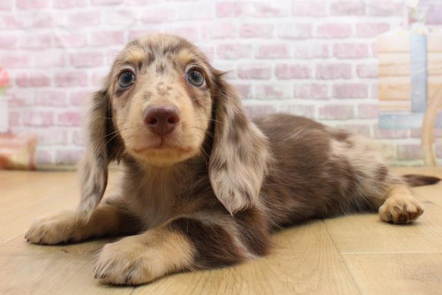 福島県のミニチュアダックスフンド(ロング) (Coo&RIKU郡山店/2025年8月30日生まれ/男の子/チョコレートダップル)の子犬の2枚目の画像