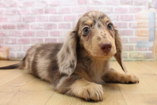 福島県のミニチュアダックスフンド(ロング) (Coo&RIKU郡山店/2025年8月30日生まれ/男の子/チョコレートダップル)の子犬の3枚目の画像