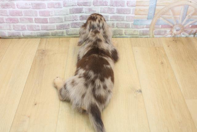 福島県のミニチュアダックスフンド(ロング) (Coo&RIKU郡山店/2025年8月30日生まれ/男の子/チョコレートダップル)の子犬の4枚目の画像