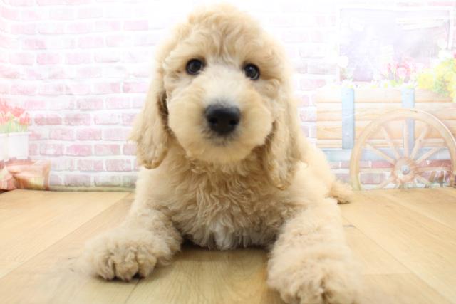 スタンダードプードル