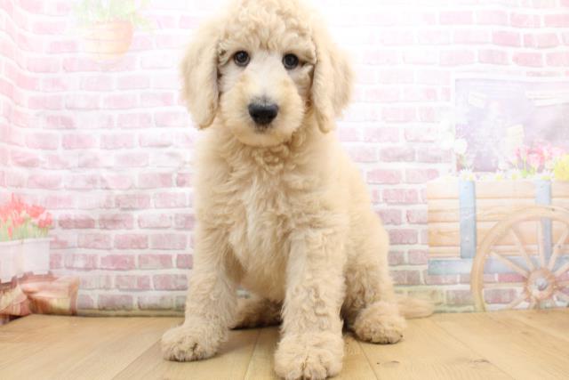 宮城県のスタンダードプードル (Coo&RIKU石巻店/2025年8月30日生まれ/男の子/クリーム)の子犬