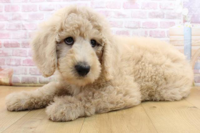 2025年8月30日生まれのスタンダードプードルの2枚目の写真