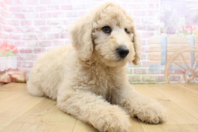 2025年8月30日生まれのスタンダードプードルの3枚目の写真