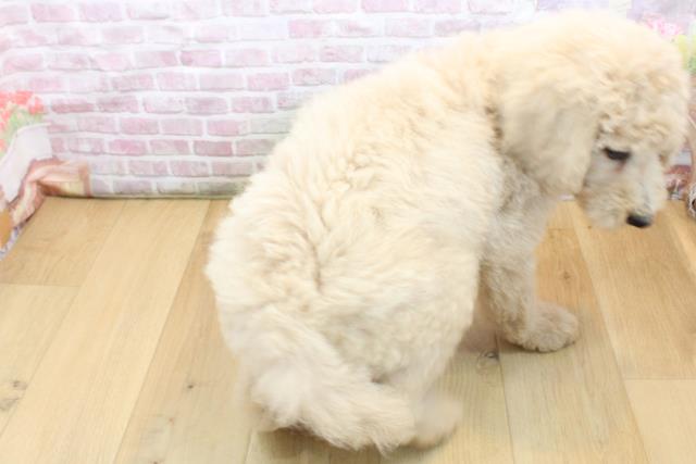 2025年8月30日生まれのスタンダードプードルの4枚目の写真