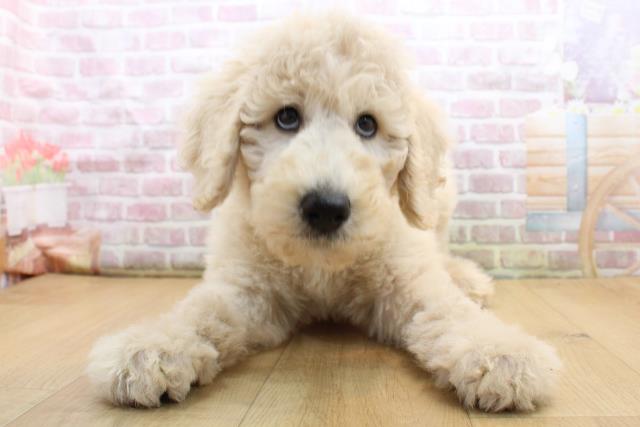 スタンダードプードル