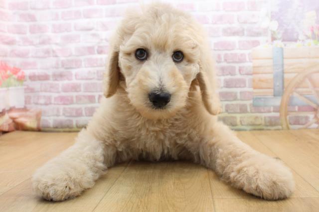 青森県のスタンダードプードル (Coo&RIKU弘前店/2025年8月30日生まれ/男の子/クリーム)の子犬の1枚目の画像