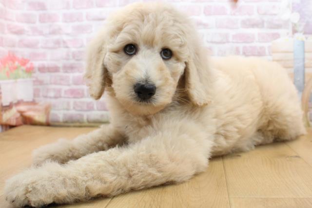 青森県のスタンダードプードル (Coo&RIKU弘前店/2025年8月30日生まれ/男の子/クリーム)の子犬の2枚目の画像