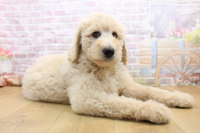 青森県のスタンダードプードル (Coo&RIKU弘前店/2025年8月30日生まれ/男の子/クリーム)の子犬の3枚目の画像