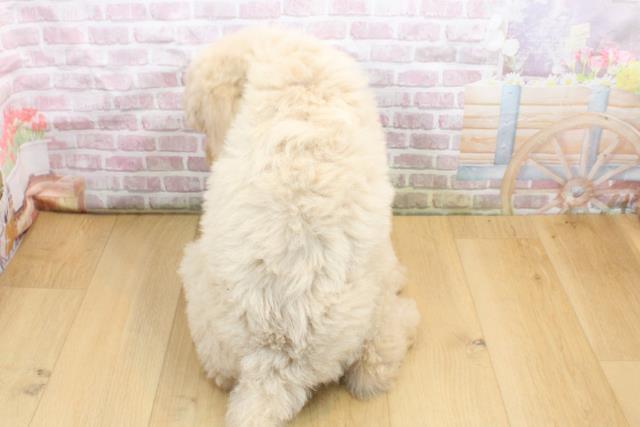 青森県のスタンダードプードル (Coo&RIKU弘前店/2025年8月30日生まれ/男の子/クリーム)の子犬の4枚目の画像