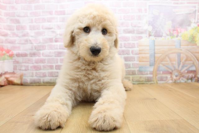 青森県のスタンダードプードル (Coo&RIKU八戸店/2025年8月30日生まれ/女の子/クリーム)の子犬の1枚目の画像