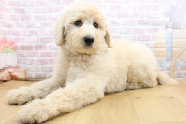 青森県のスタンダードプードル (Coo&RIKU八戸店/2025年8月30日生まれ/女の子/クリーム)の子犬の2枚目の画像