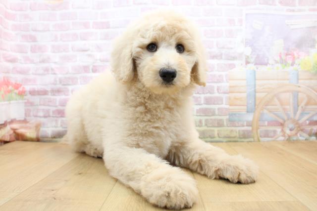 青森県のスタンダードプードル (Coo&RIKU八戸店/2025年8月30日生まれ/女の子/クリーム)の子犬の3枚目の画像