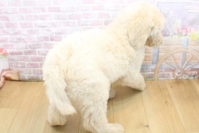 青森県のスタンダードプードル (Coo&RIKU八戸店/2025年8月30日生まれ/女の子/クリーム)の子犬の4枚目の画像