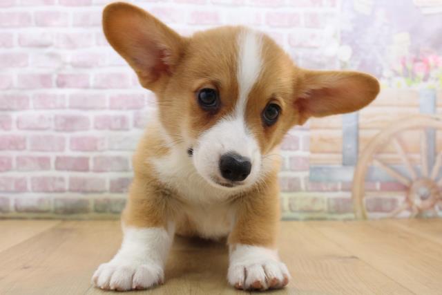 福島県のウェルシュコーギーペンブローク (Coo&RIKU郡山店/2025年8月31日生まれ/男の子/レッドホワイト)の子犬の1枚目の画像