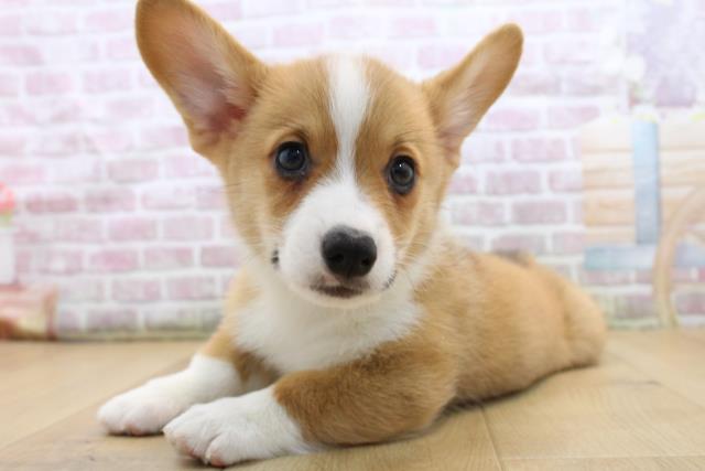 福島県のウェルシュコーギーペンブローク (Coo&RIKU郡山店/2025年8月31日生まれ/男の子/レッドホワイト)の子犬の2枚目の画像