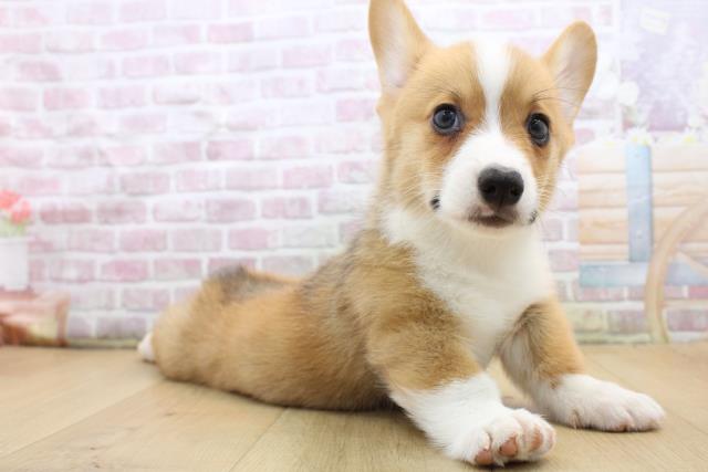 福島県のウェルシュコーギーペンブローク (Coo&RIKU郡山店/2025年8月31日生まれ/男の子/レッドホワイト)の子犬の3枚目の画像