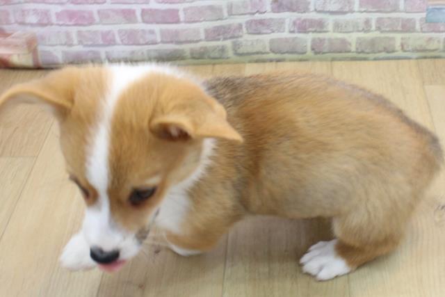 福島県のウェルシュコーギーペンブローク (Coo&RIKU郡山店/2025年8月31日生まれ/男の子/レッドホワイト)の子犬の4枚目の画像