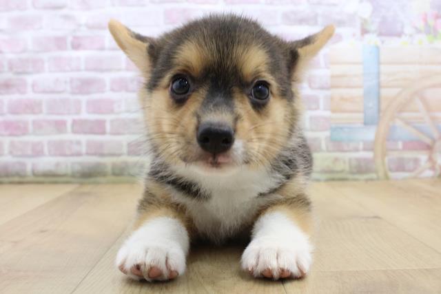 福島県のウェルシュコーギーペンブローク (Coo&RIKU郡山店/2025年8月31日生まれ/女の子/ブラックタンホワイト)の子犬の1枚目の画像