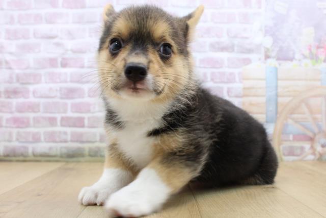 福島県のウェルシュコーギーペンブローク (Coo&RIKU郡山店/2025年8月31日生まれ/女の子/ブラックタンホワイト)の子犬の2枚目の画像