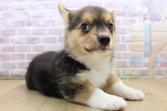 福島県のウェルシュコーギーペンブローク (Coo&RIKU郡山店/2025年8月31日生まれ/女の子/ブラックタンホワイト)の子犬の3枚目の画像