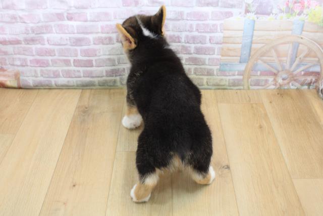 福島県のウェルシュコーギーペンブローク (Coo&RIKU郡山店/2025年8月31日生まれ/女の子/ブラックタンホワイト)の子犬の4枚目の画像