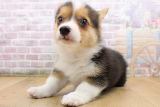 2025年8月31日生まれのウェルシュコーギーペンブロークの2枚目の写真