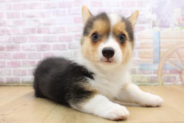 2025年8月31日生まれのウェルシュコーギーペンブロークの3枚目の写真