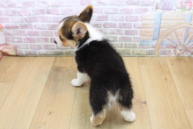 2025年8月31日生まれのウェルシュコーギーペンブロークの4枚目の写真