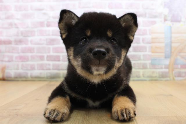 福島県の柴犬(標準サイズ) (Coo&RIKU福島店/2025年8月31日生まれ/男の子/黒)の子犬の1枚目の画像