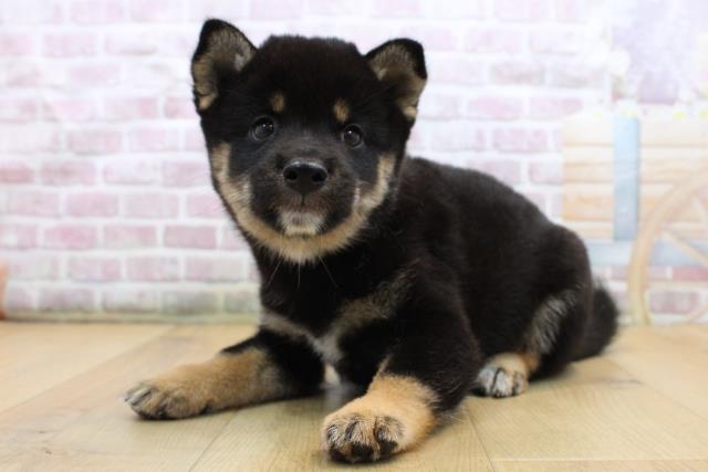 福島県の柴犬(標準サイズ) (Coo&RIKU福島店/2025年8月31日生まれ/男の子/黒)の子犬の2枚目の画像