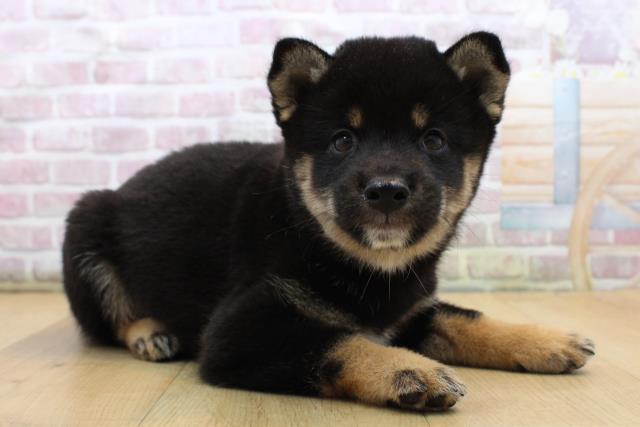 福島県の柴犬(標準サイズ) (Coo&RIKU福島店/2025年8月31日生まれ/男の子/黒)の子犬の3枚目の画像