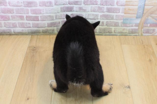 福島県の柴犬(標準サイズ) (Coo&RIKU福島店/2025年8月31日生まれ/男の子/黒)の子犬の4枚目の画像