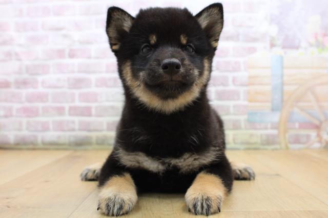 岩手県の柴犬(標準サイズ) (Coo&RIKU一関店/2025年8月31日生まれ/女の子/黒)の子犬の1枚目の画像