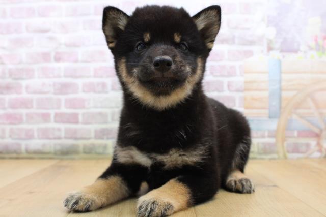 岩手県の柴犬(標準サイズ) (Coo&RIKU一関店/2025年8月31日生まれ/女の子/黒)の子犬の2枚目の画像