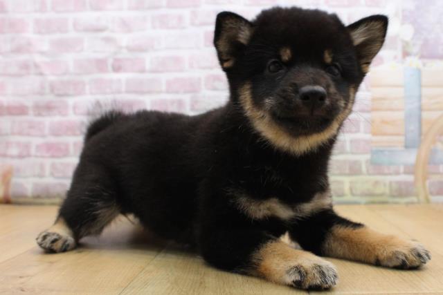 岩手県の柴犬(標準サイズ) (Coo&RIKU一関店/2025年8月31日生まれ/女の子/黒)の子犬の3枚目の画像