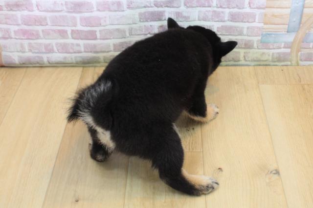 岩手県の柴犬(標準サイズ) (Coo&RIKU一関店/2025年8月31日生まれ/女の子/黒)の子犬の4枚目の画像