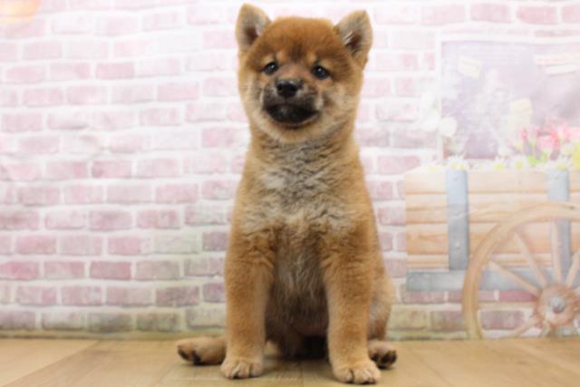 青森県の柴犬(標準サイズ) (Coo&RIKU弘前店/2025年8月31日生まれ/女の子/赤)の子犬の1枚目の画像