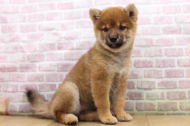 青森県の柴犬(標準サイズ) (Coo&RIKU弘前店/2025年8月31日生まれ/女の子/赤)の子犬の3枚目の画像