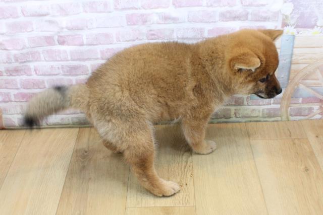 青森県の柴犬(標準サイズ) (Coo&RIKU弘前店/2025年8月31日生まれ/女の子/赤)の子犬の4枚目の画像