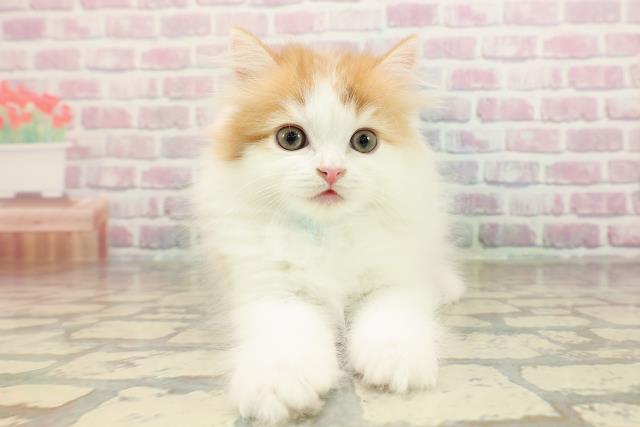 埼玉県のミヌエット (Coo&RIKU桶川店/2025年8月29日生まれ/男の子/レッドホワイトタン)の子猫の1枚目の画像