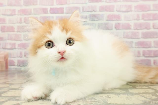 埼玉県のミヌエット (Coo&RIKU桶川店/2025年8月29日生まれ/男の子/レッドホワイトタン)の子猫の2枚目の画像