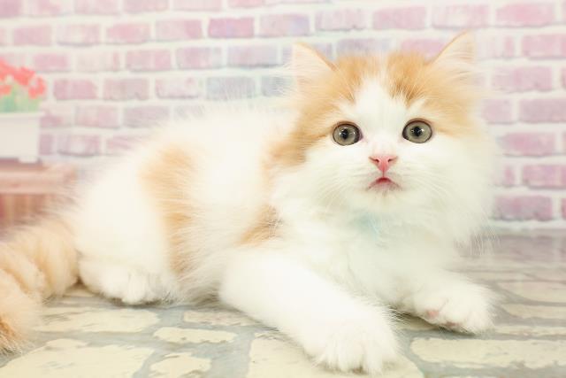 埼玉県のミヌエット (Coo&RIKU桶川店/2025年8月29日生まれ/男の子/レッドホワイトタン)の子猫の3枚目の画像