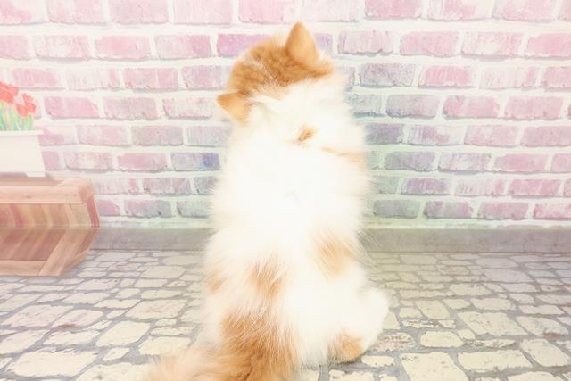 埼玉県のミヌエット (Coo&RIKU桶川店/2025年8月29日生まれ/男の子/レッドホワイトタン)の子猫の4枚目の画像