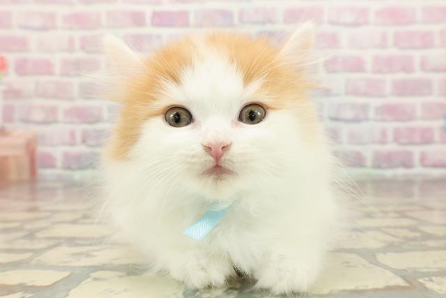 東京都のミヌエット (Coo&RIKU新宿三丁目店/2025年8月29日生まれ/男の子/レッドホワイトタン)の子猫の1枚目の画像