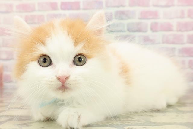 東京都のミヌエット (Coo&RIKU新宿三丁目店/2025年8月29日生まれ/男の子/レッドホワイトタン)の子猫の2枚目の画像